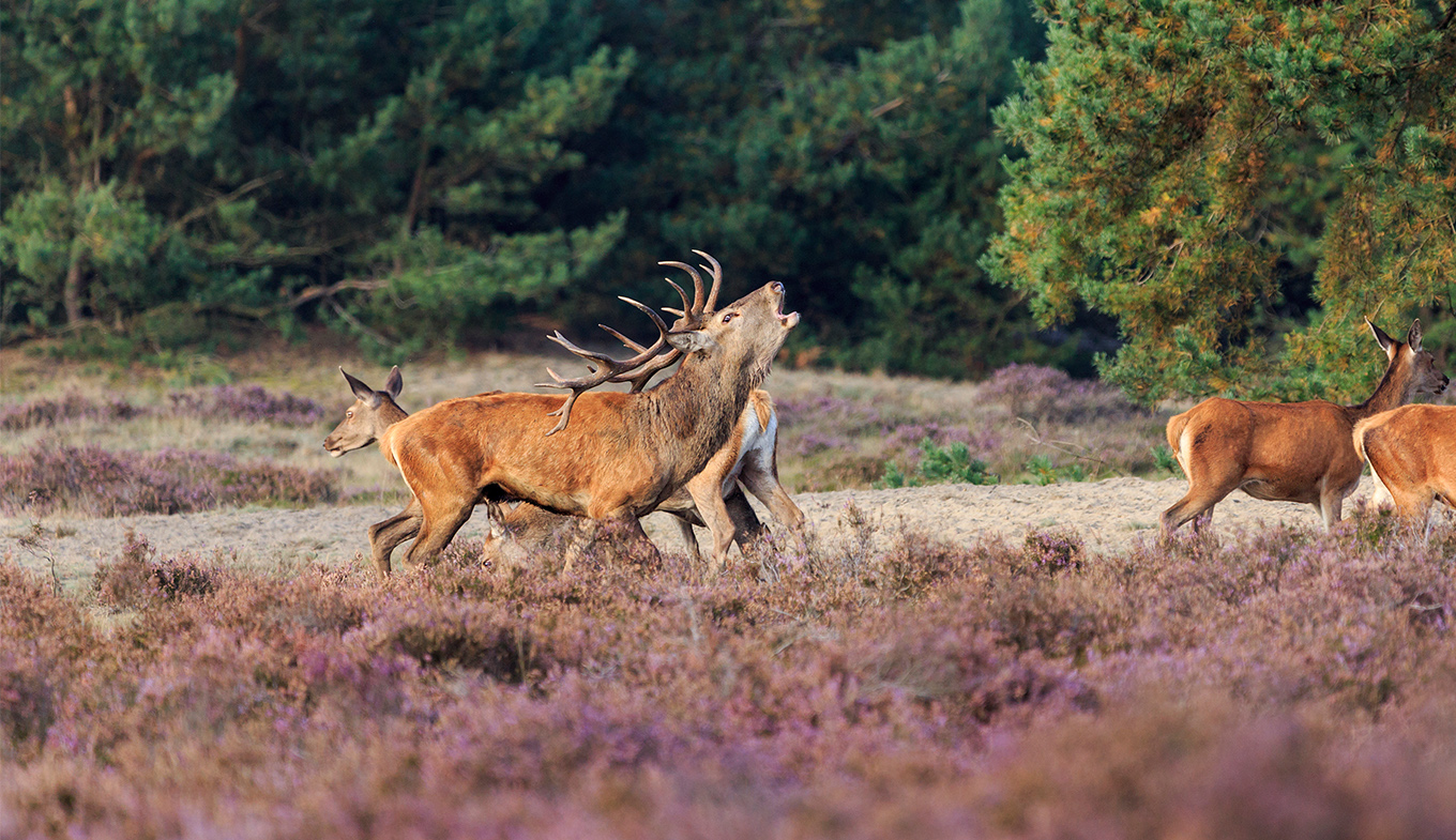 Het Nationale Park de Hoge Veluwe - Klantcase | Salesrecruiters